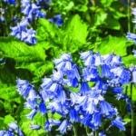 Spécial Aménagements extérieurs – Fleurs : Conseils pour planter des fleurs à bulbes