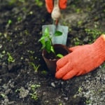 Spécial Aménagements extérieurs – Plantations : Que faire en ce début de printemps ?